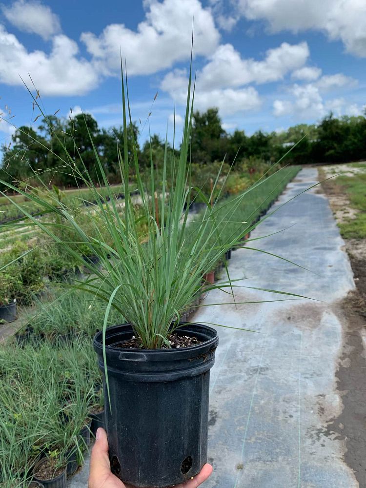eragrostis-elliottii-elliot-s-or-silver-lovegrass-blue-love-grass