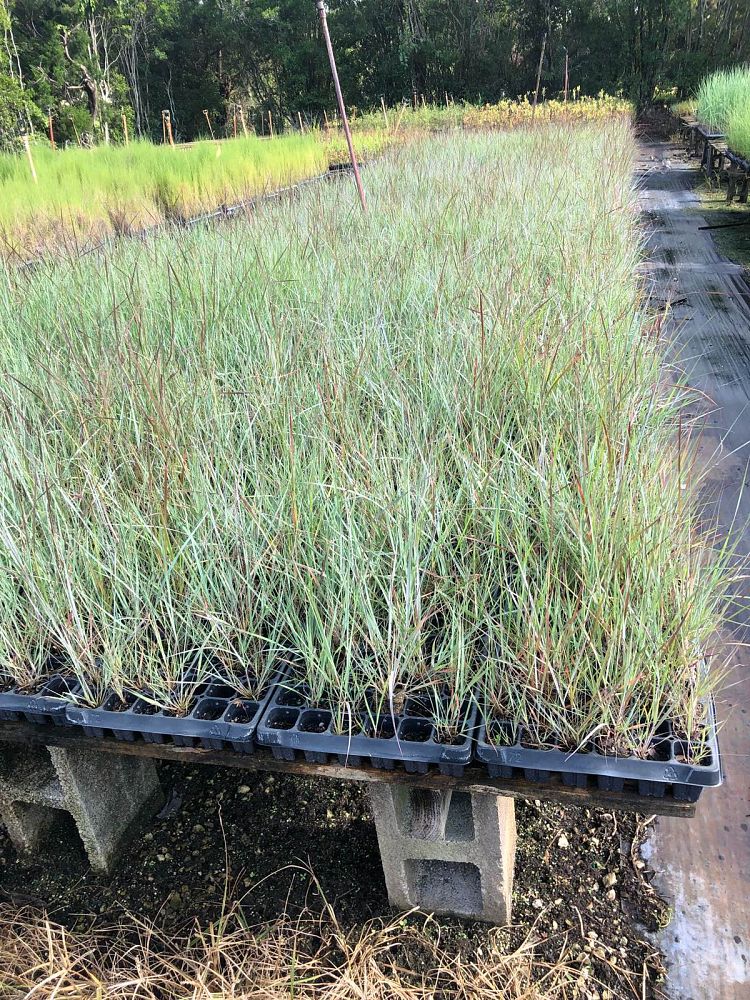 eragrostis-elliottii-elliot-s-or-silver-lovegrass-blue-love-grass