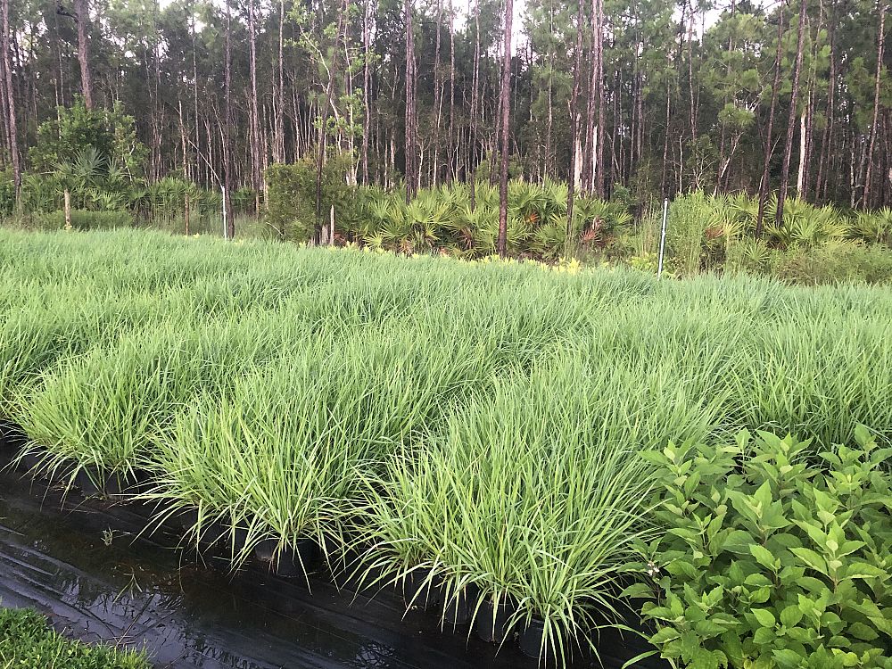eragrostis-elliottii-elliot-s-or-silver-lovegrass-blue-love-grass