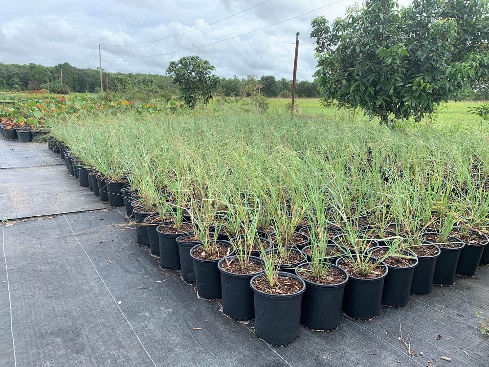 eragrostis-elliottii-elliot-s-or-silver-lovegrass-blue-love-grass
