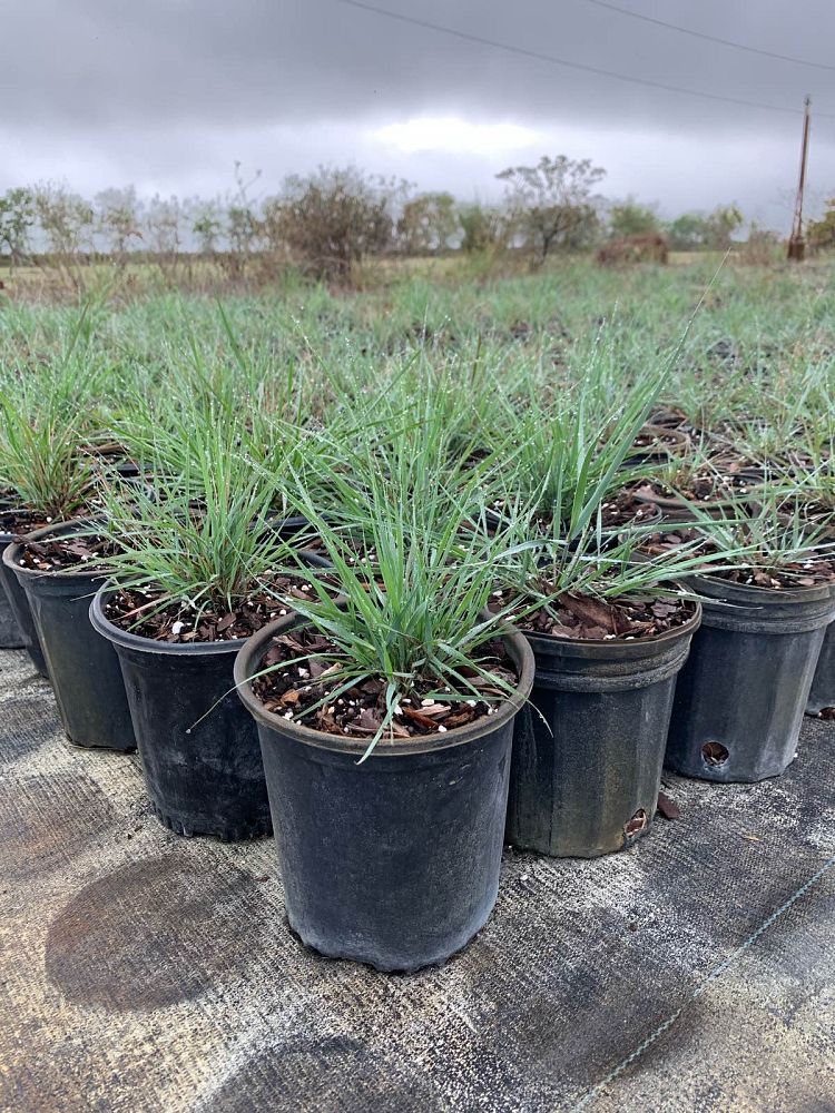 eragrostis-elliottii-elliot-s-or-silver-lovegrass-blue-love-grass