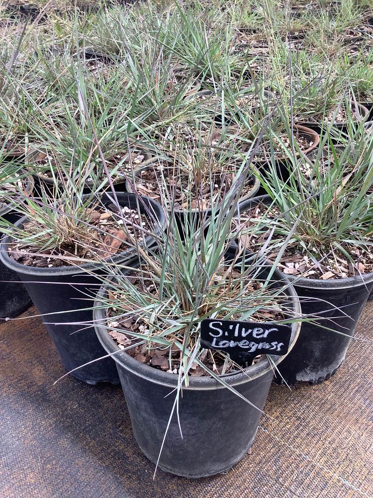eragrostis-elliottii-elliot-s-or-silver-lovegrass-blue-love-grass