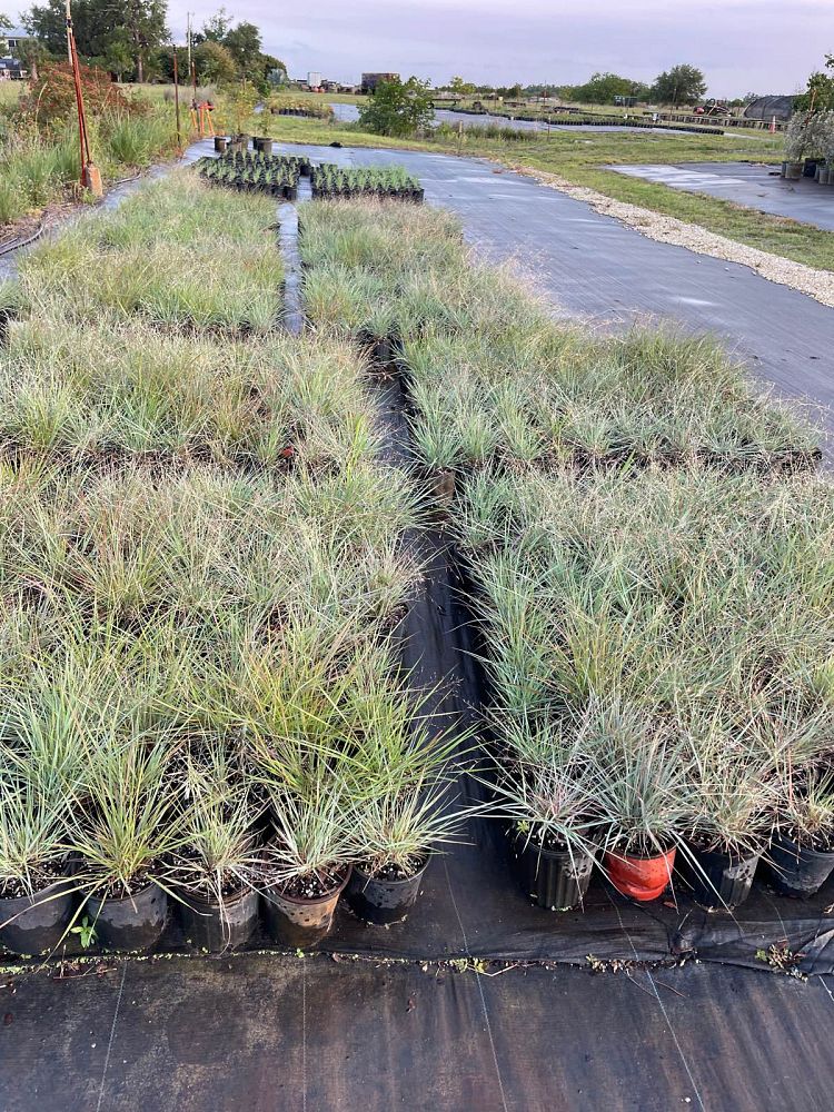 eragrostis-elliottii-elliot-s-or-silver-lovegrass-blue-love-grass