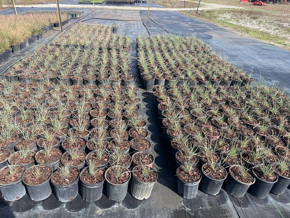 eragrostis-elliottii-elliot-s-or-silver-lovegrass-blue-love-grass
