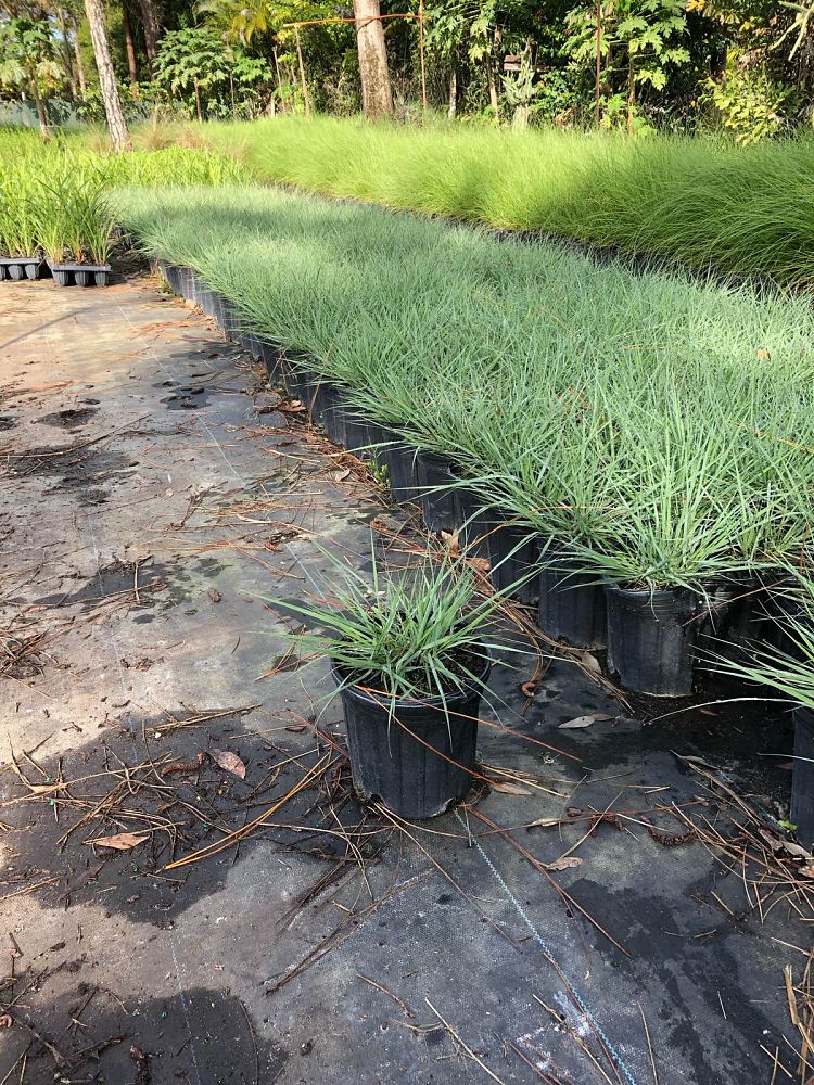 eragrostis-elliottii-elliot-s-or-silver-lovegrass-blue-love-grass