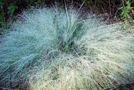 eragrostis-elliottii-elliot-s-or-silver-lovegrass-blue-love-grass