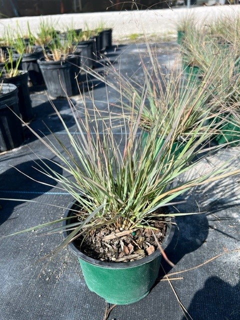 eragrostis-elliottii-elliot-s-or-silver-lovegrass-blue-love-grass