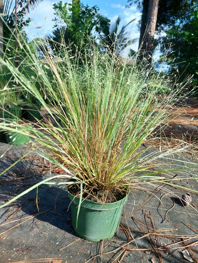 eragrostis-elliottii-elliot-s-or-silver-lovegrass-blue-love-grass