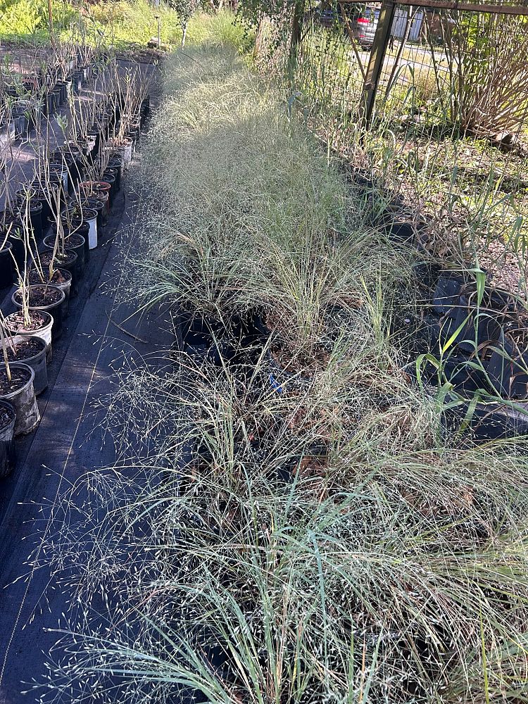 eragrostis-elliottii-elliot-s-or-silver-lovegrass-blue-love-grass
