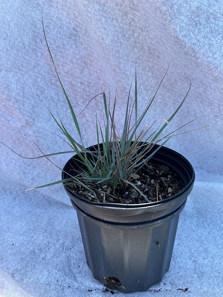 eragrostis-elliottii-elliot-s-or-silver-lovegrass-blue-love-grass