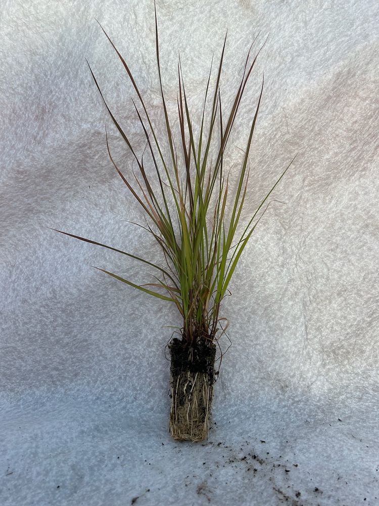 eragrostis-elliottii-elliot-s-or-silver-lovegrass-blue-love-grass