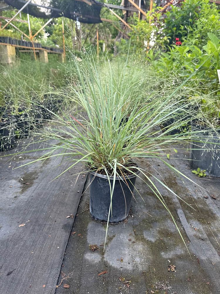 eragrostis-elliottii-elliot-s-or-silver-lovegrass-blue-love-grass