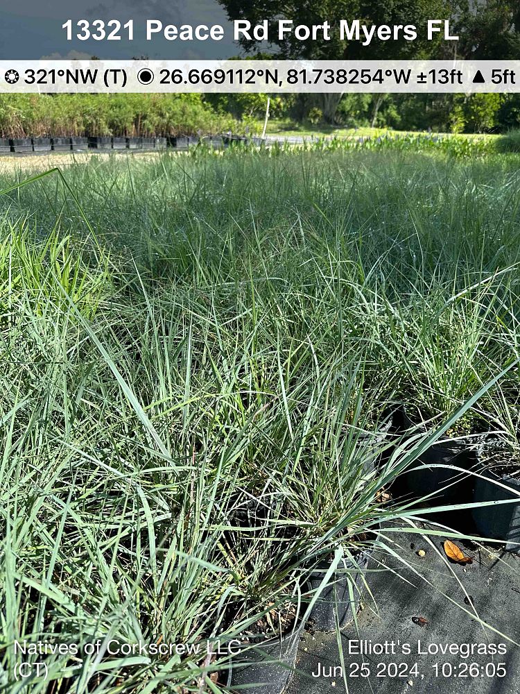 eragrostis-elliottii-elliot-s-or-silver-lovegrass-blue-love-grass