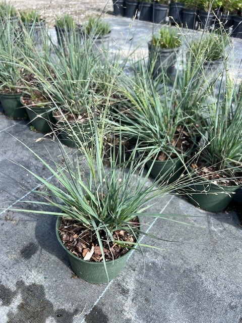 eragrostis-elliottii-elliot-s-or-silver-lovegrass-blue-love-grass