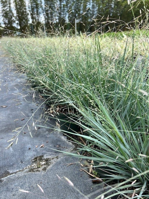 eragrostis-elliottii-elliot-s-or-silver-lovegrass-blue-love-grass