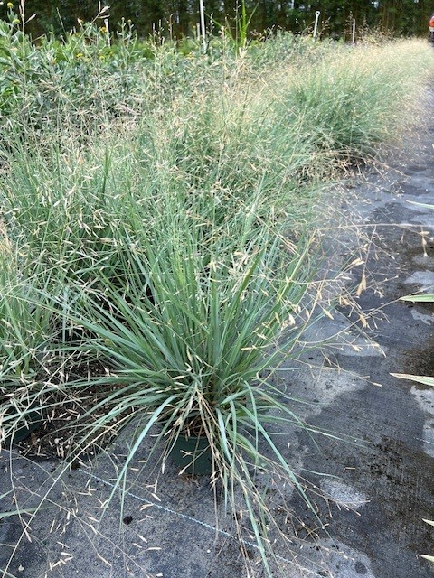 eragrostis-elliottii-elliot-s-or-silver-lovegrass-blue-love-grass