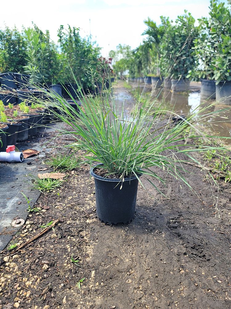 eragrostis-elliottii-elliot-s-or-silver-lovegrass-blue-love-grass