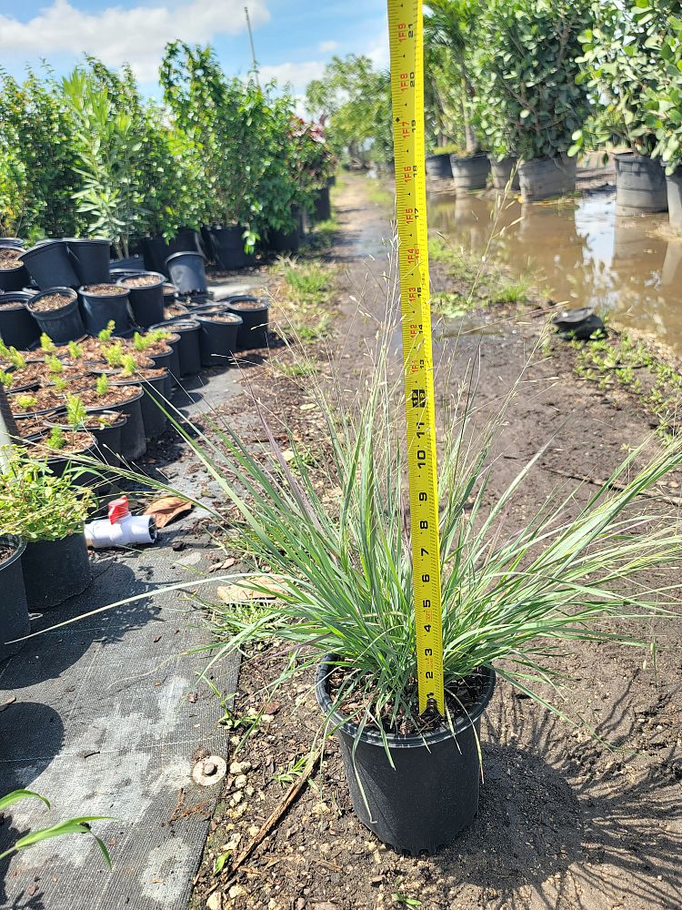 eragrostis-elliottii-elliot-s-or-silver-lovegrass-blue-love-grass