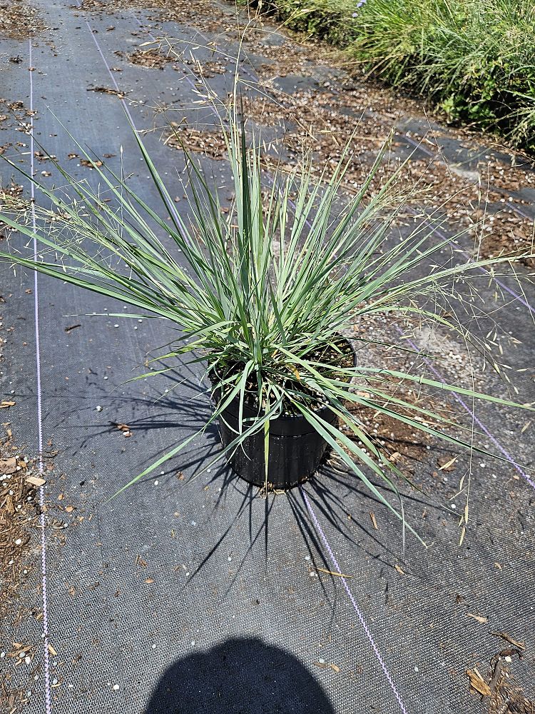 eragrostis-elliottii-elliot-s-or-silver-lovegrass-blue-love-grass