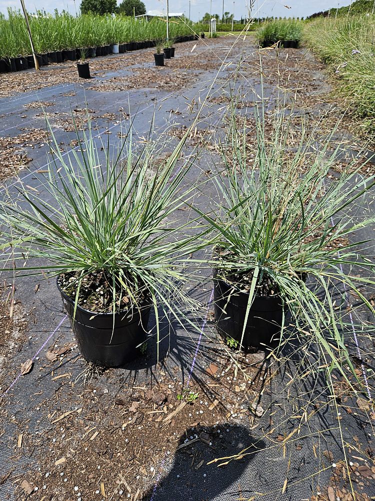 eragrostis-elliottii-elliot-s-or-silver-lovegrass-blue-love-grass