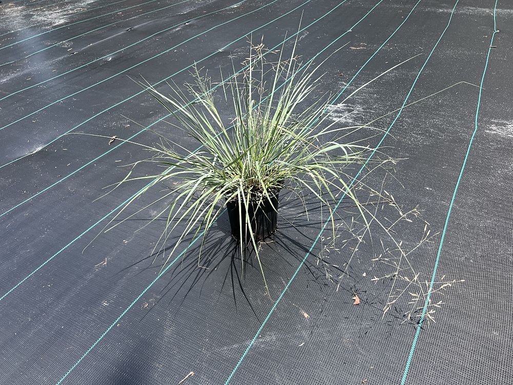 eragrostis-elliottii-elliot-s-or-silver-lovegrass-blue-love-grass