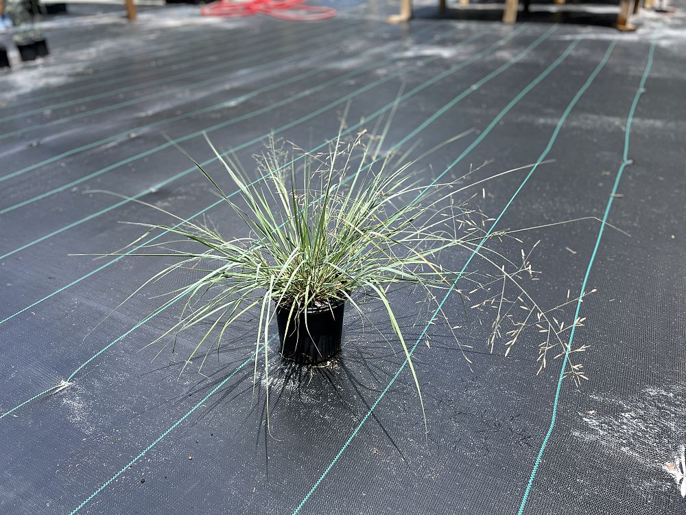 eragrostis-elliottii-elliot-s-or-silver-lovegrass-blue-love-grass