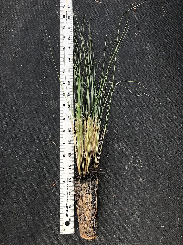 eragrostis-elliottii-wind-dancer-blue-love-grass