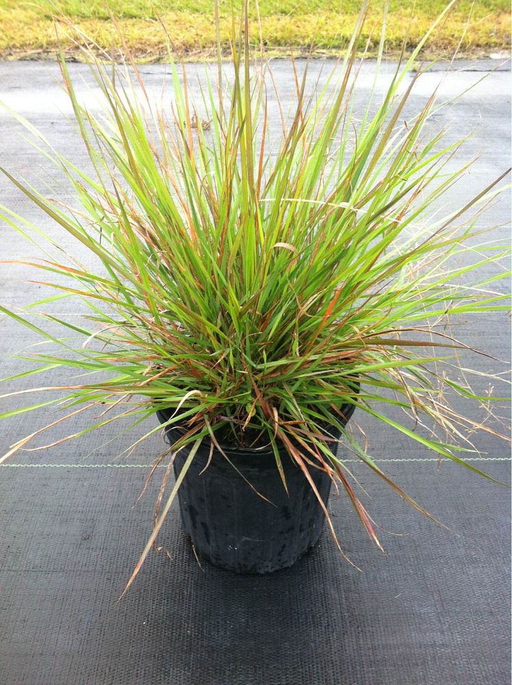 eragrostis-spectabilis-purple-lovegrass