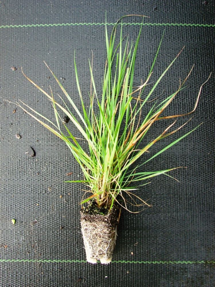 eragrostis-spectabilis-purple-lovegrass