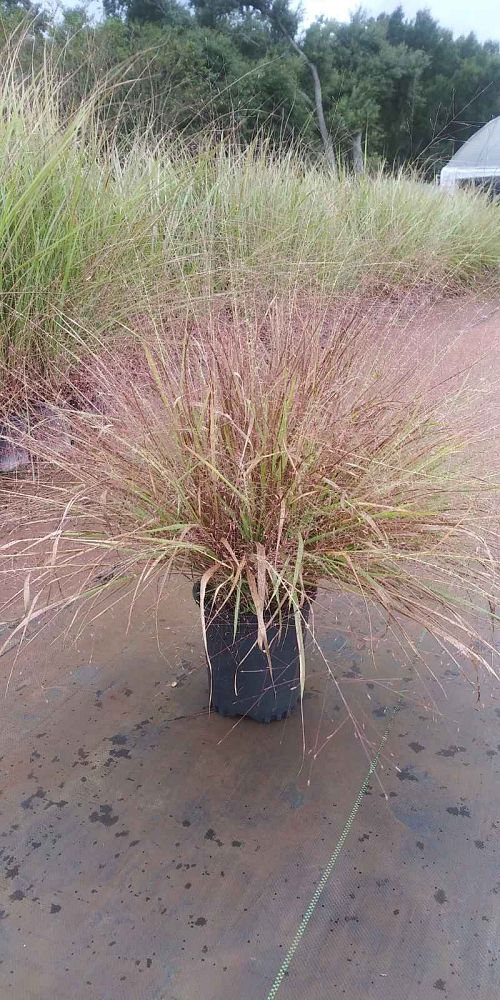eragrostis-spectabilis-purple-lovegrass