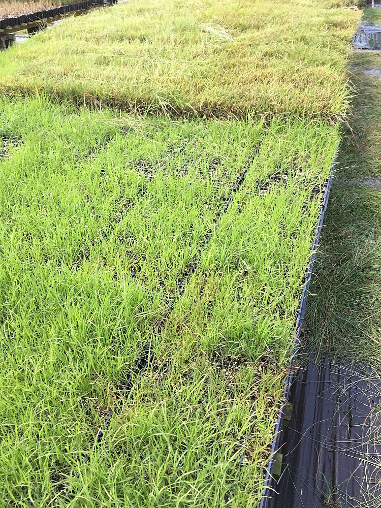 eragrostis-spectabilis-purple-lovegrass