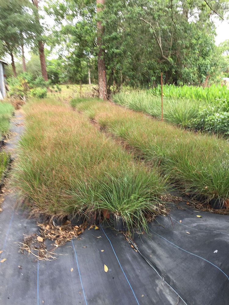 eragrostis-spectabilis-purple-lovegrass