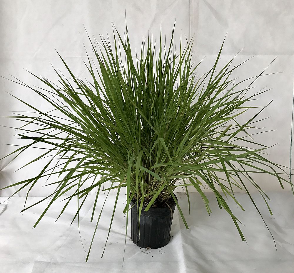 eragrostis-spectabilis-purple-lovegrass