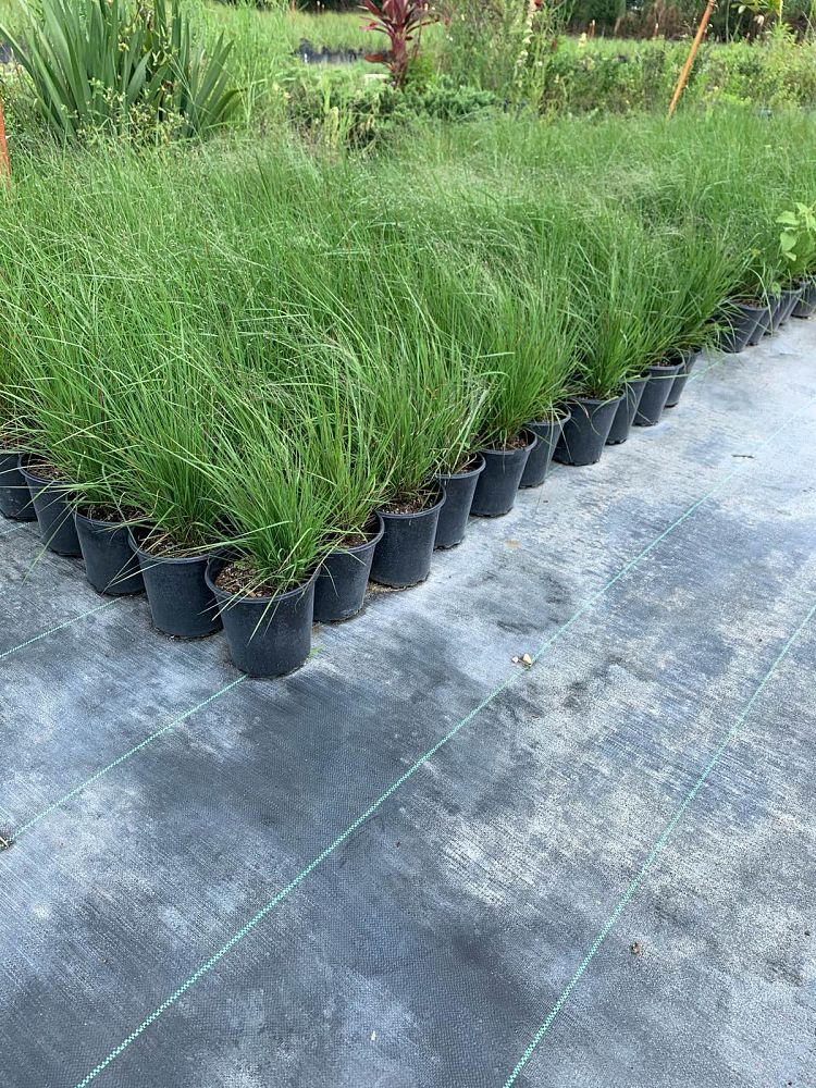 eragrostis-spectabilis-purple-lovegrass