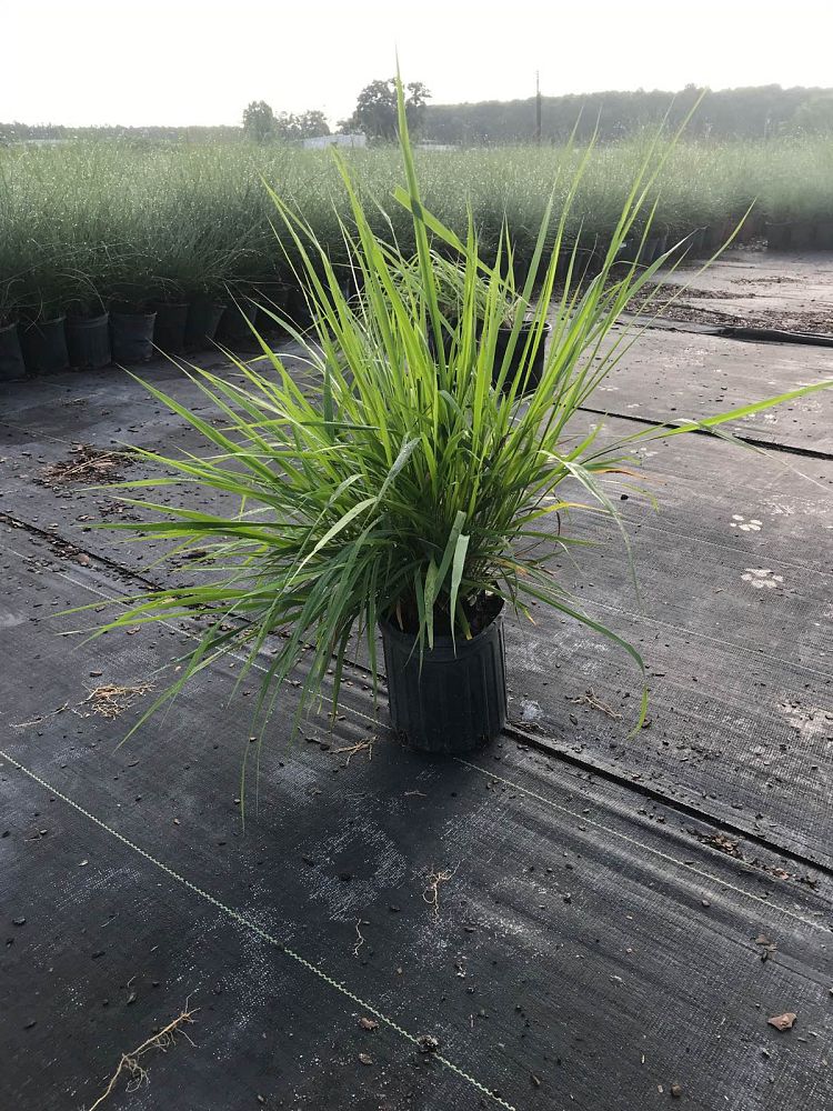 eragrostis-spectabilis-purple-lovegrass