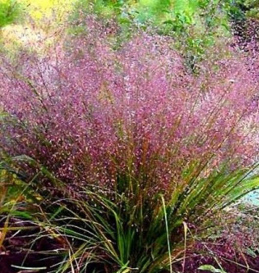 eragrostis-spectabilis-purple-lovegrass