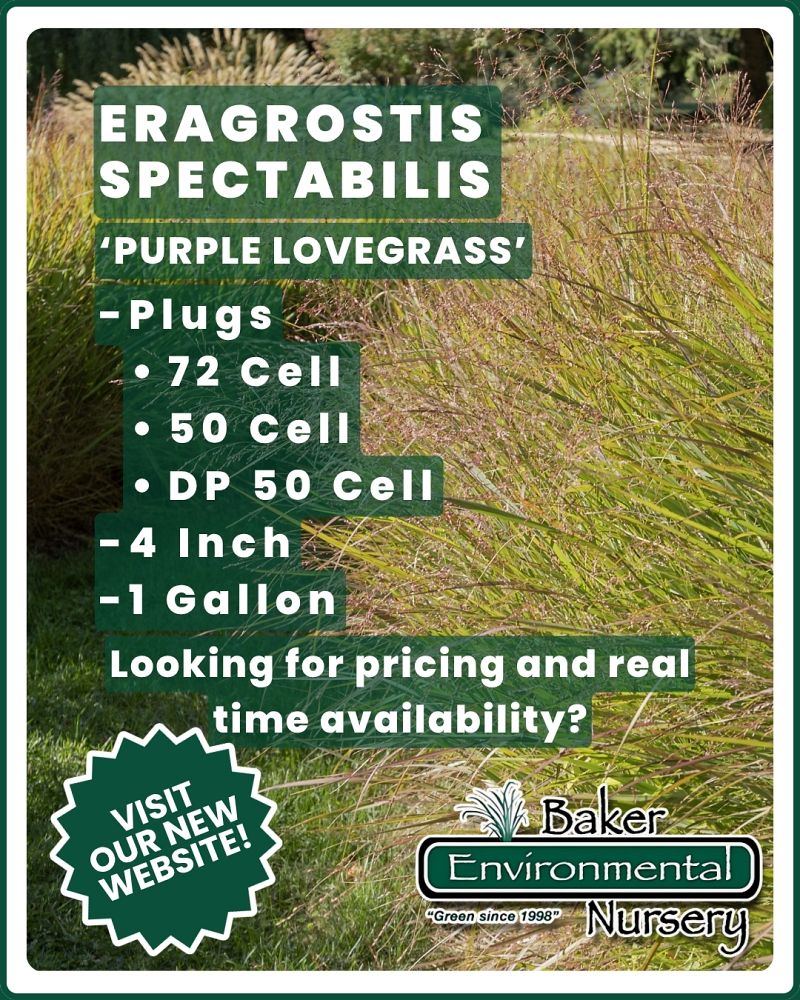 eragrostis-spectabilis-purple-lovegrass