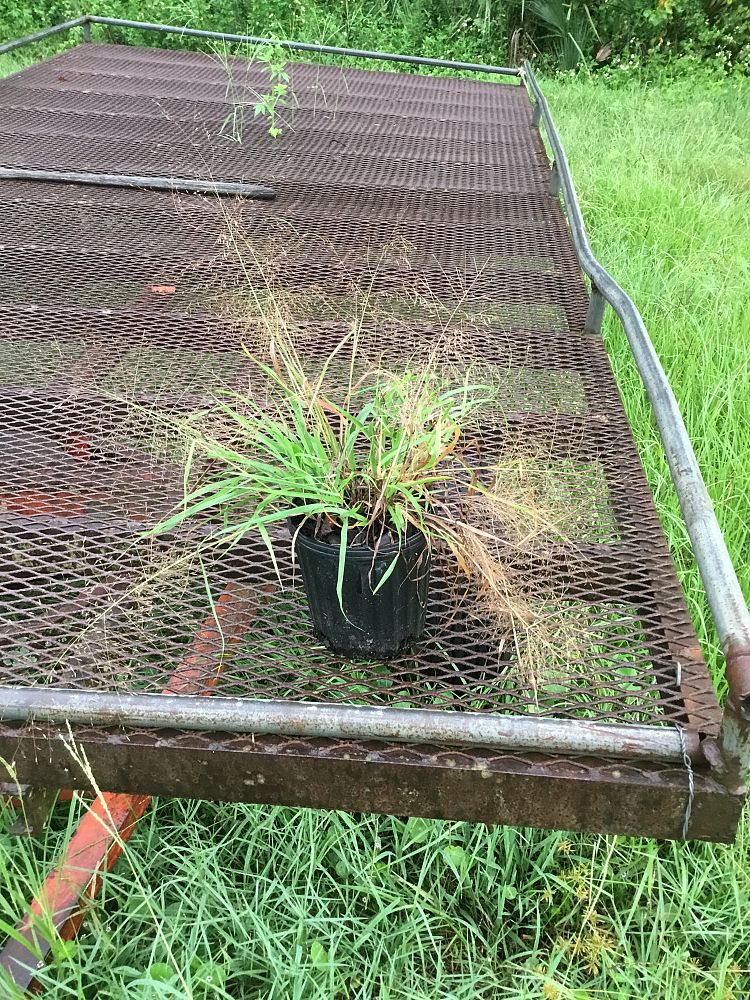 eragrostis-spectabilis-purple-lovegrass