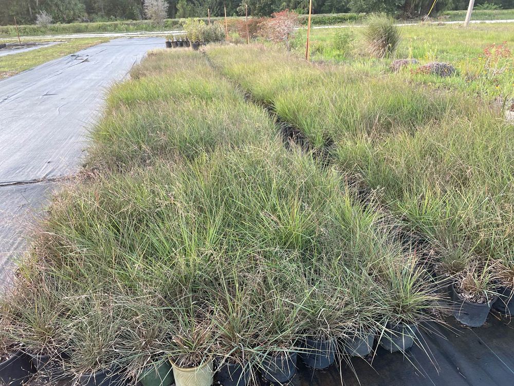 eragrostis-spectabilis-purple-lovegrass