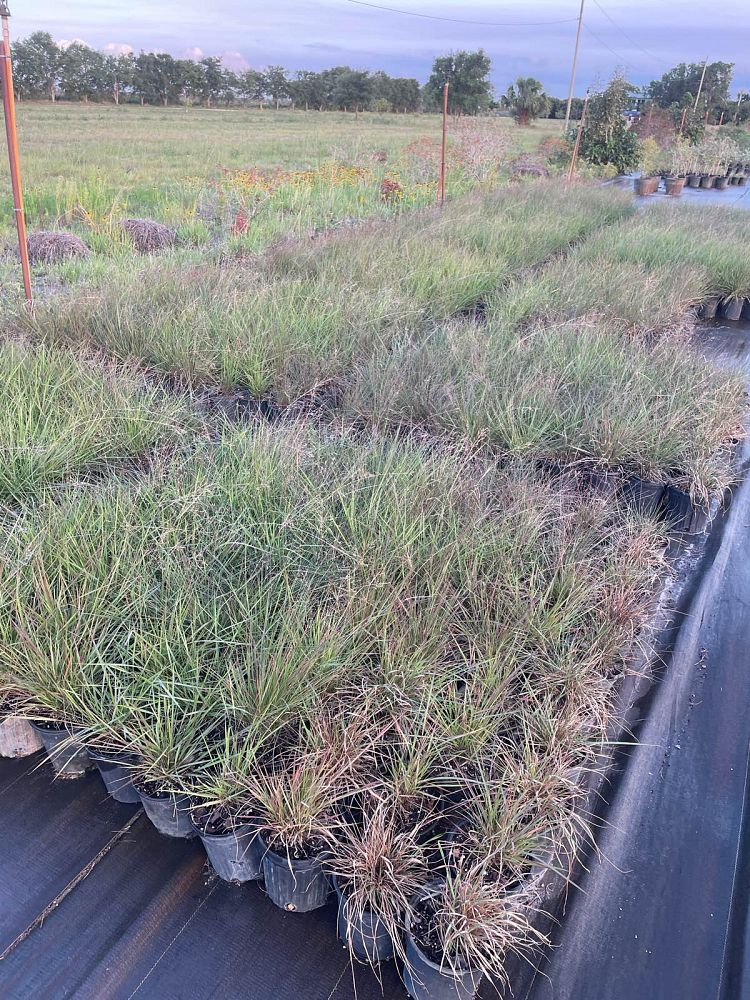 eragrostis-spectabilis-purple-lovegrass