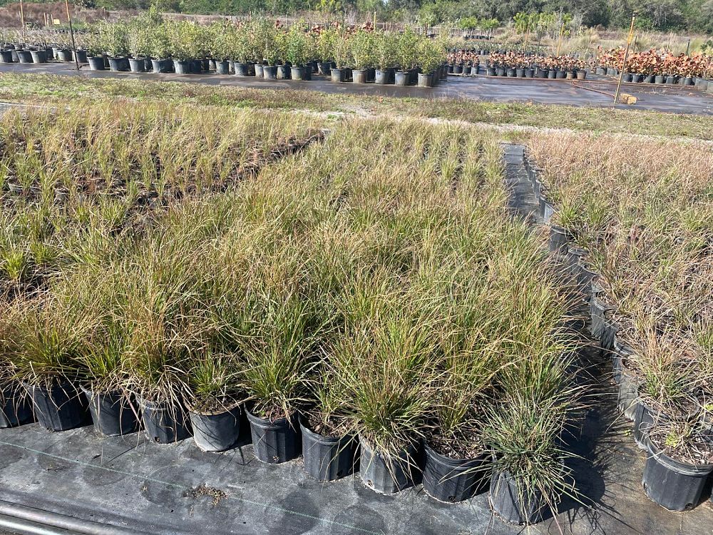eragrostis-spectabilis-purple-lovegrass