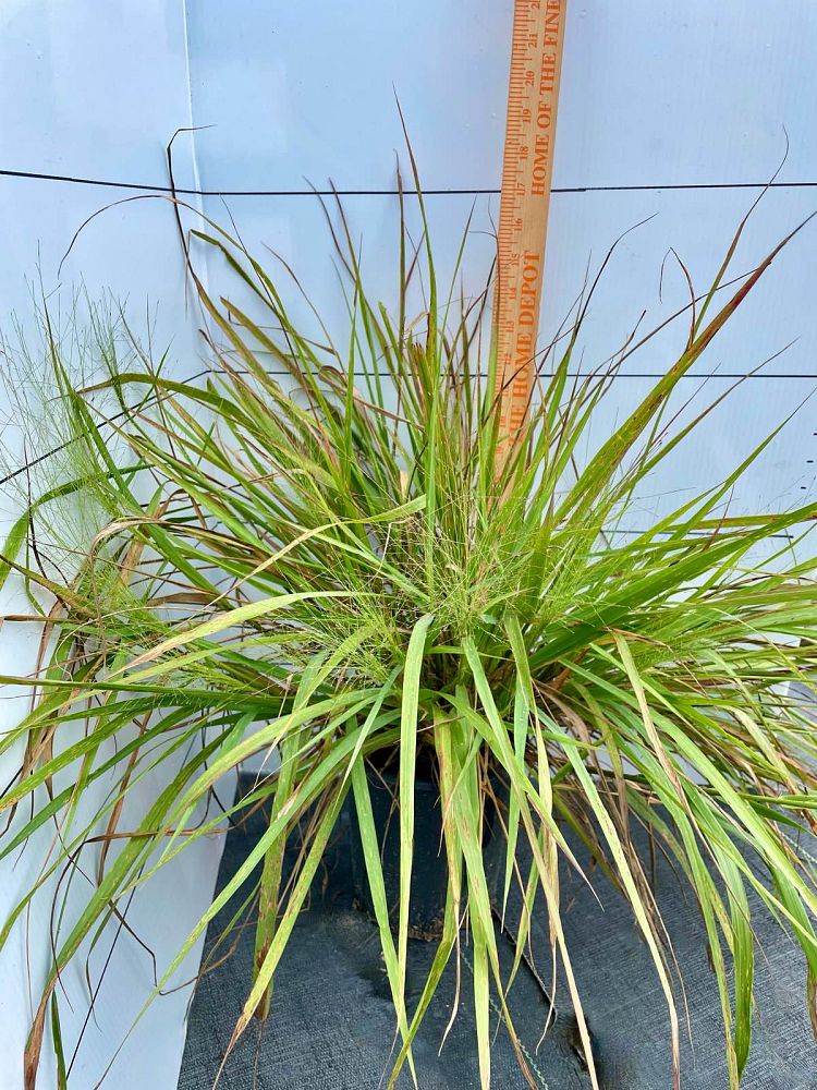 eragrostis-spectabilis-purple-lovegrass