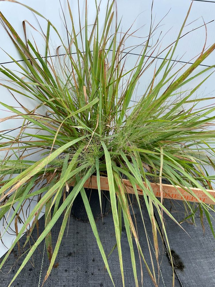 eragrostis-spectabilis-purple-lovegrass