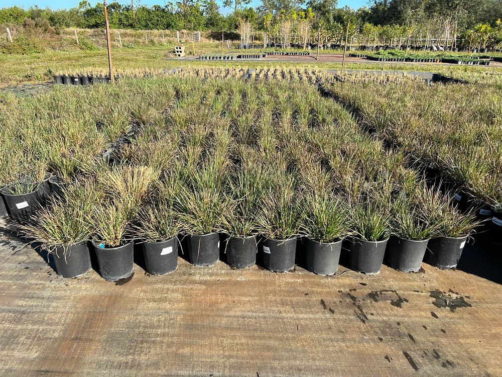 eragrostis-spectabilis-purple-lovegrass