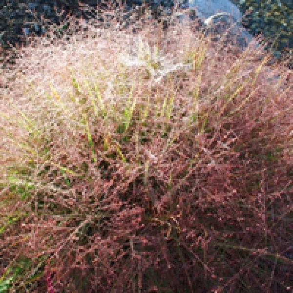 eragrostis-spectabilis-purple-lovegrass