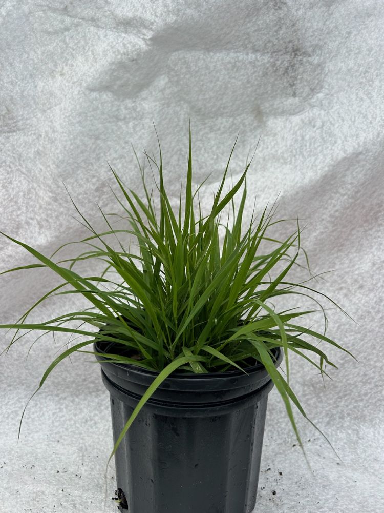 eragrostis-spectabilis-purple-lovegrass