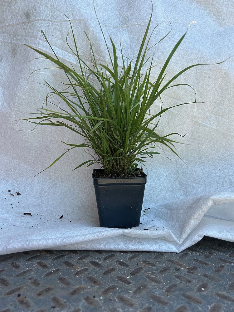 eragrostis-spectabilis-purple-lovegrass