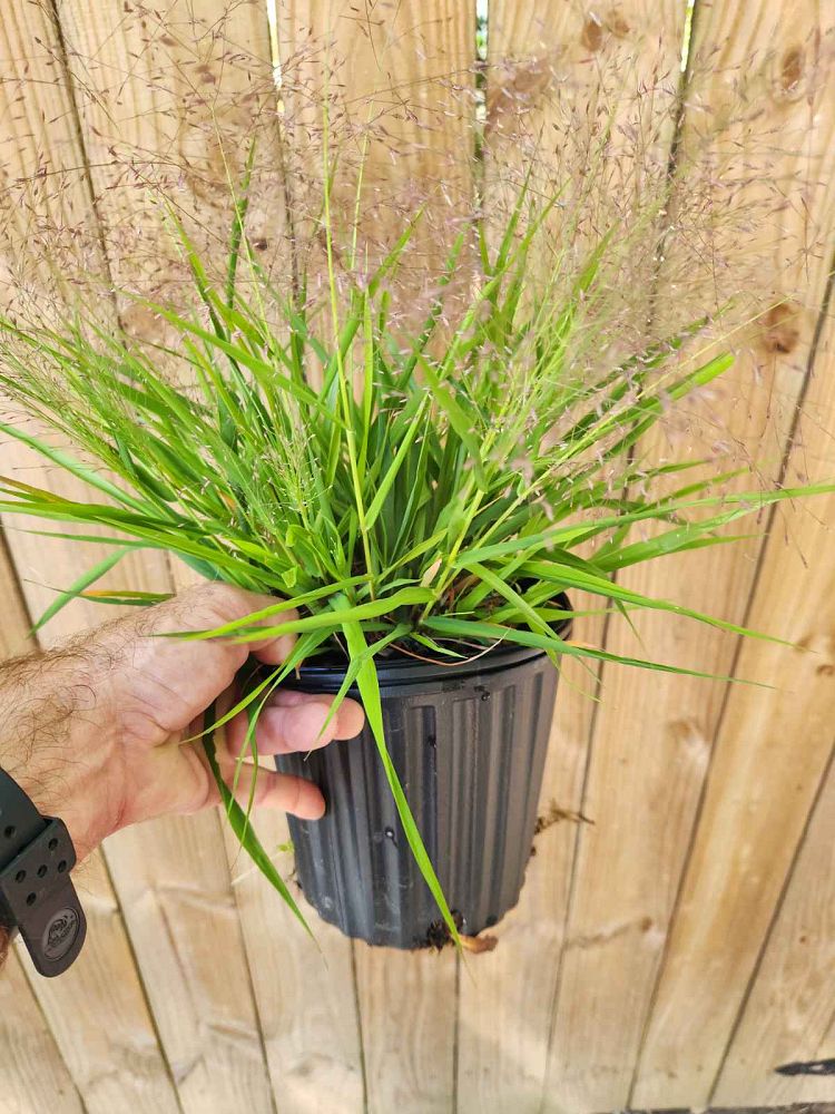 eragrostis-spectabilis-purple-lovegrass