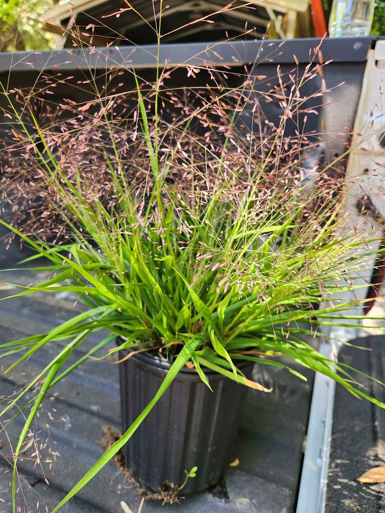 eragrostis-spectabilis-purple-lovegrass