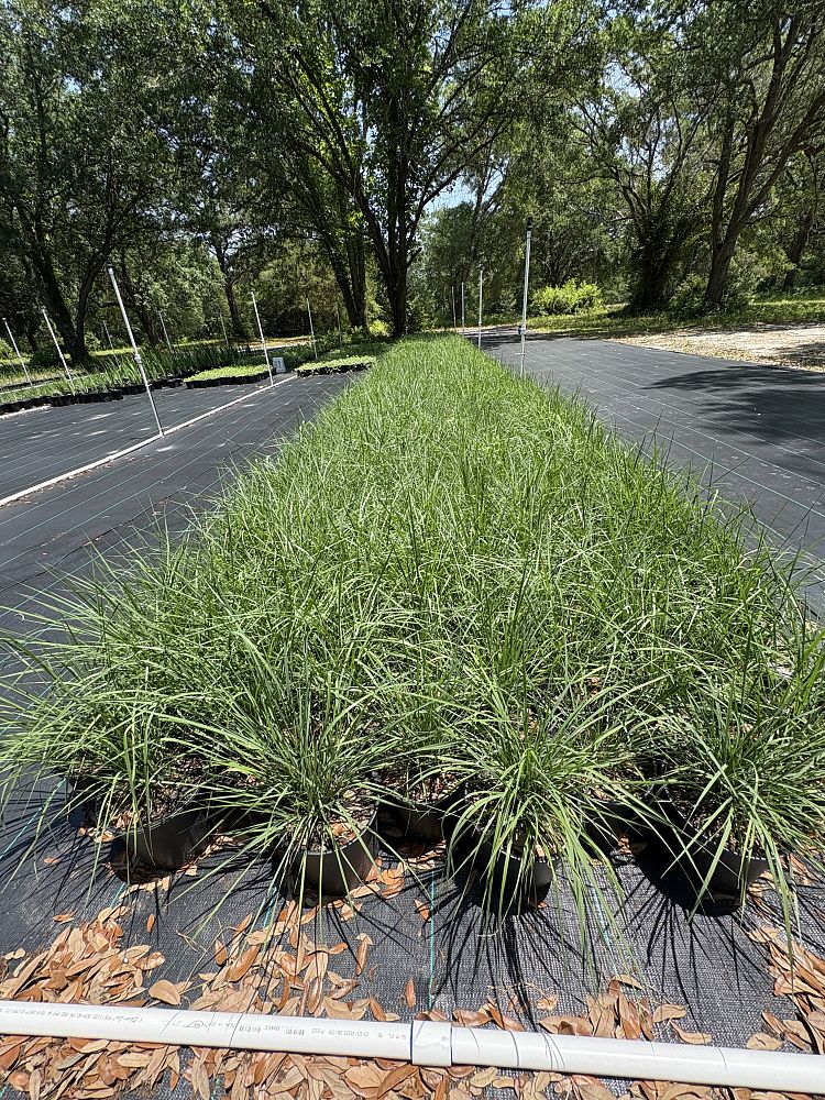 eragrostis-spectabilis-purple-lovegrass